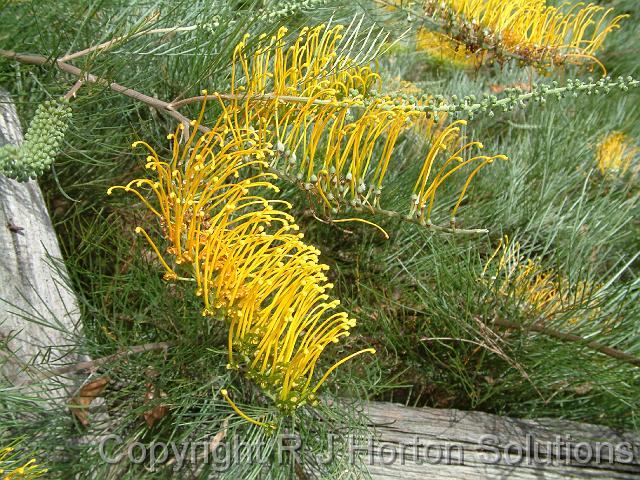 Grevillea Golden Lyre_3